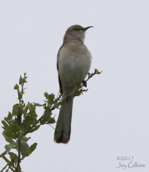 Northern Mockingbird - ML57673781