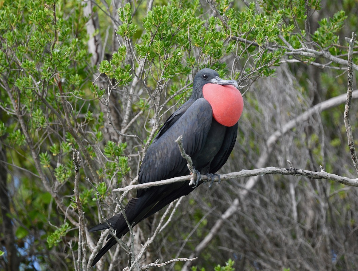 Great Frigatebird - ML576738121
