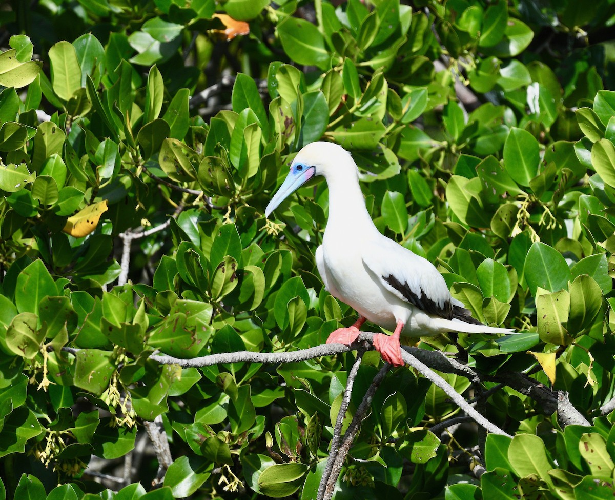 Red-footed Booby - ML576738511