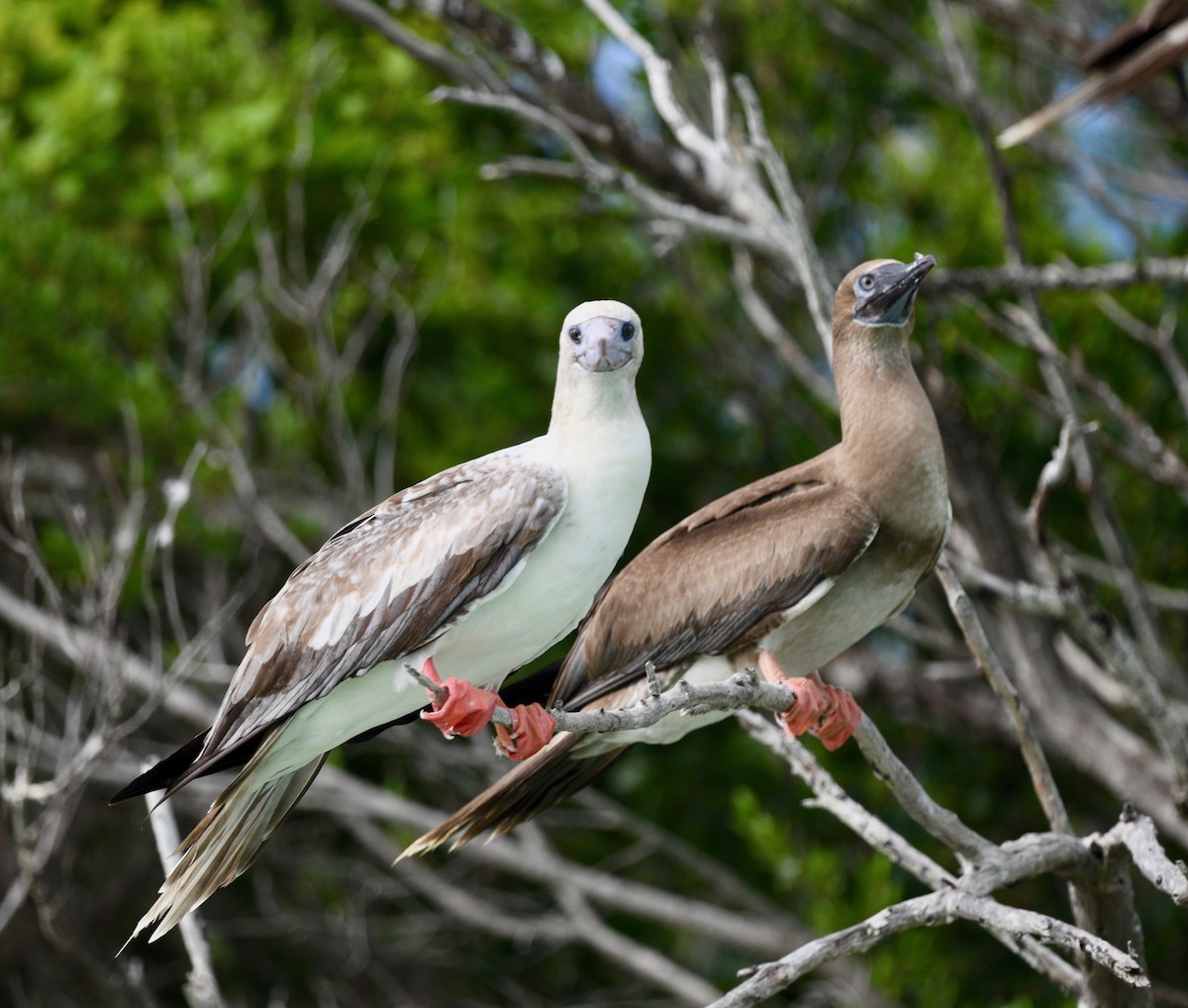 Red-footed Booby - ML576738561