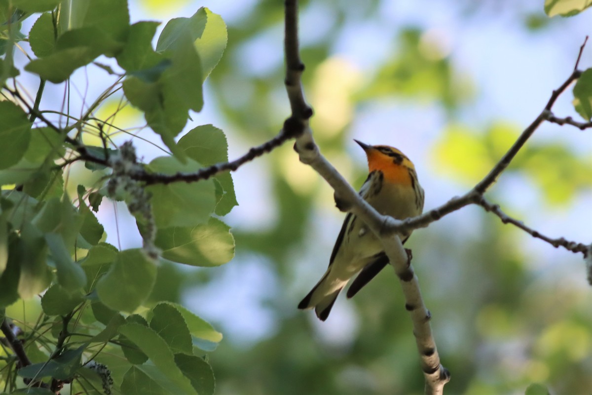 Blackburnian Warbler - ML576738831