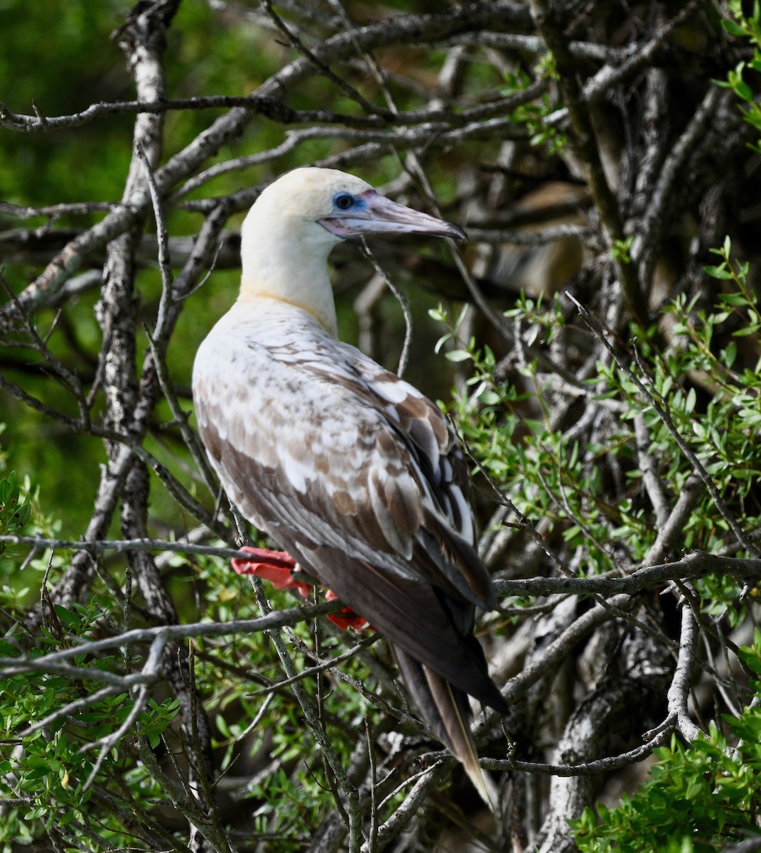 Red-footed Booby - ML576738851