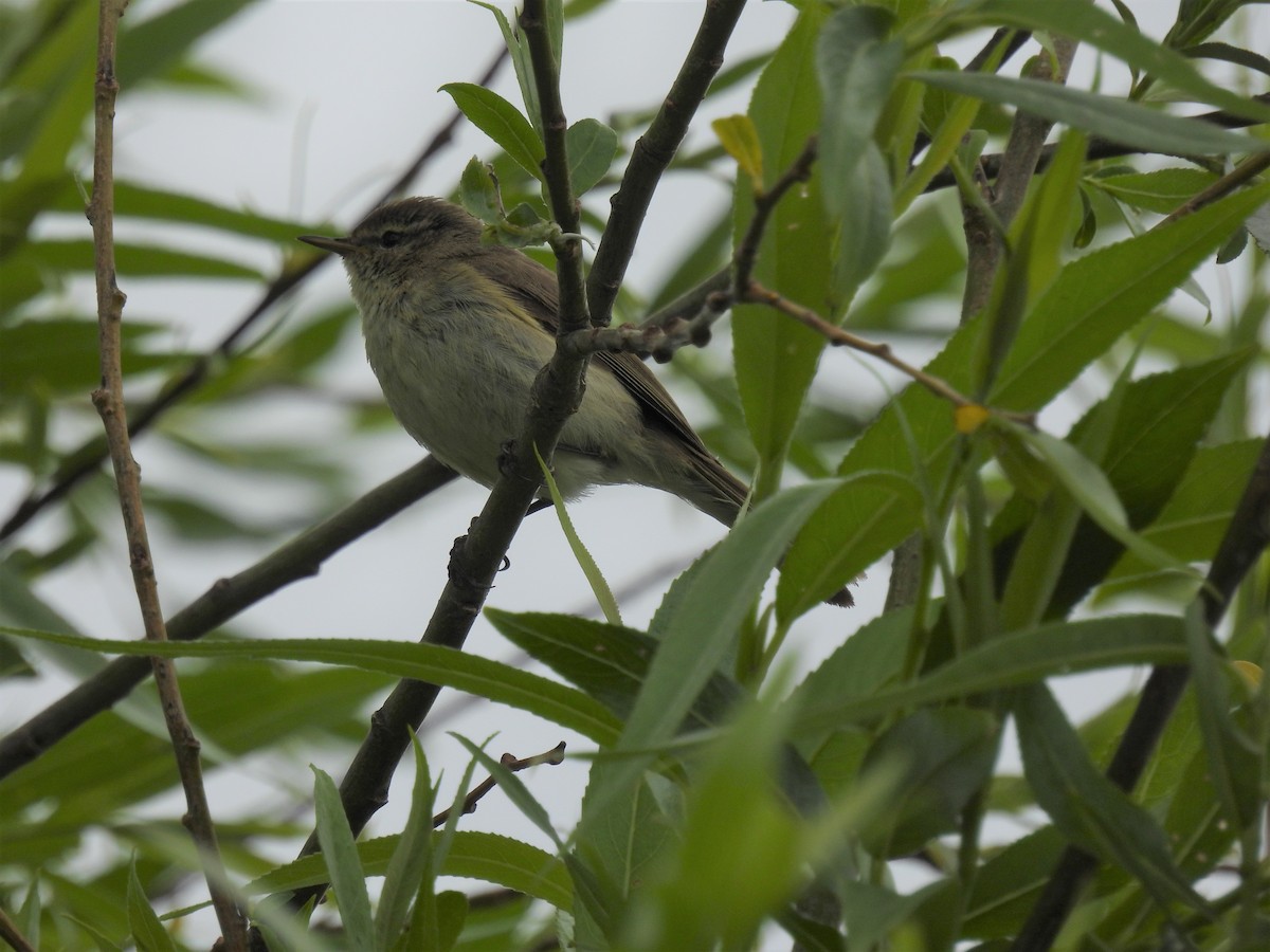 Ногоон дууч шувуу - ML576738861