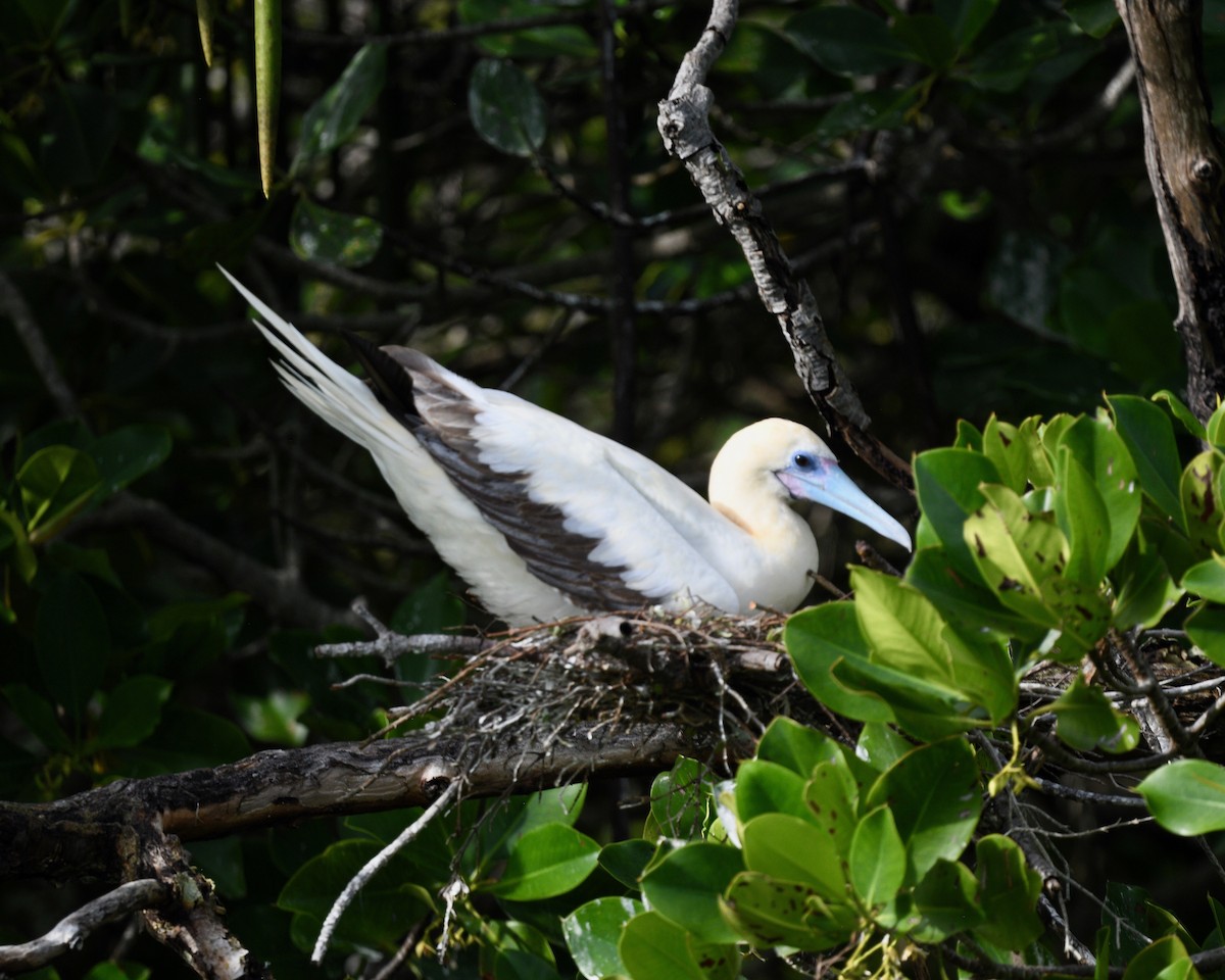 Red-footed Booby - ML576738881