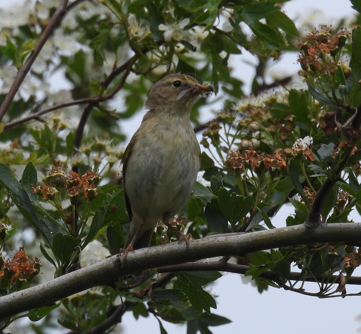 Ногоон дууч шувуу - ML576738911