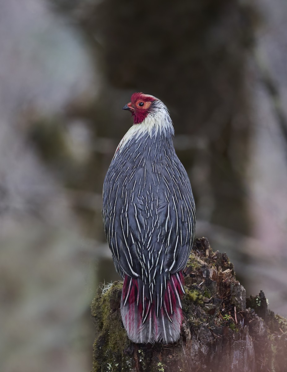 Blood Pheasant - Manjunath Desai