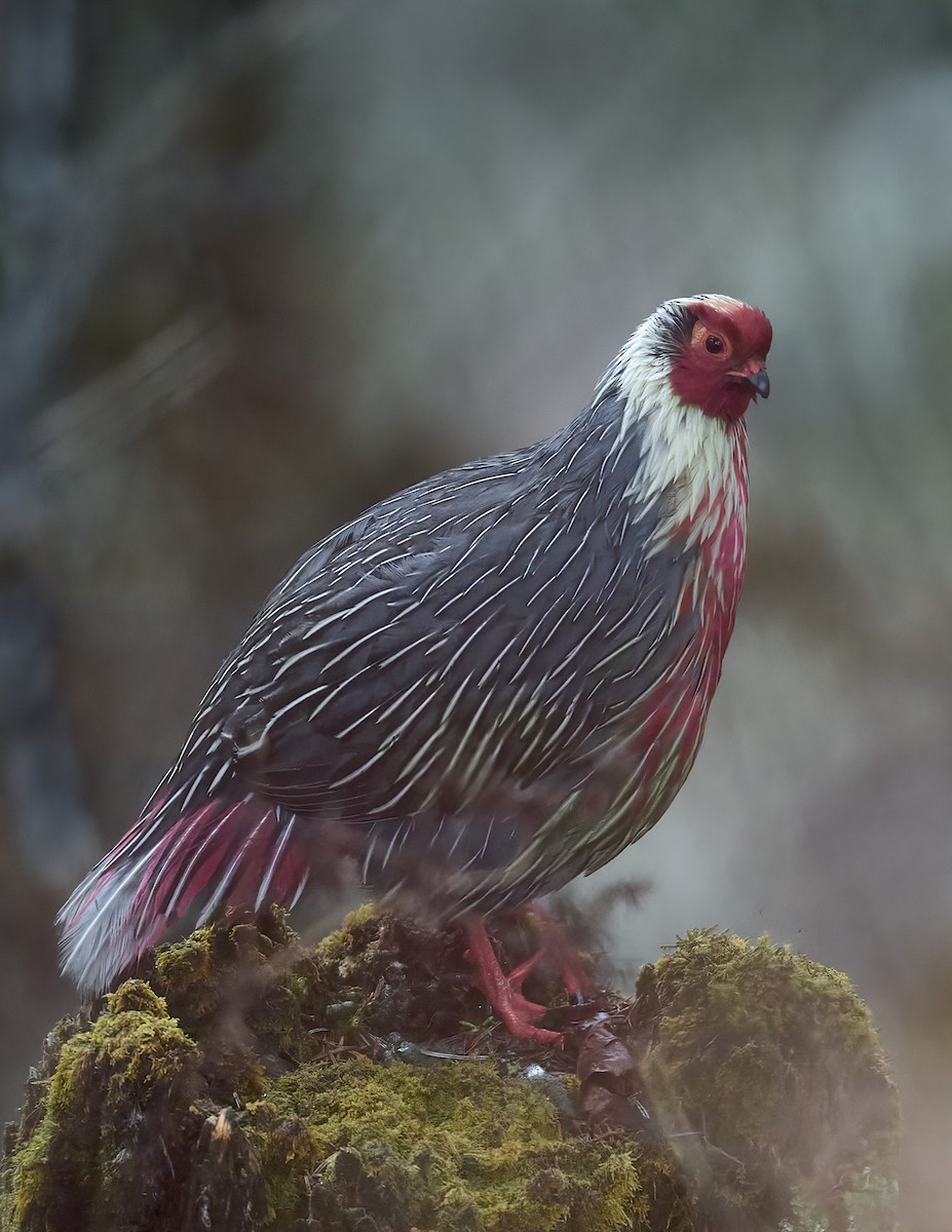 Blood Pheasant - Manjunath Desai