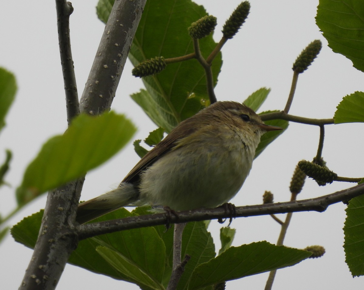 Ногоон дууч шувуу - ML576739091