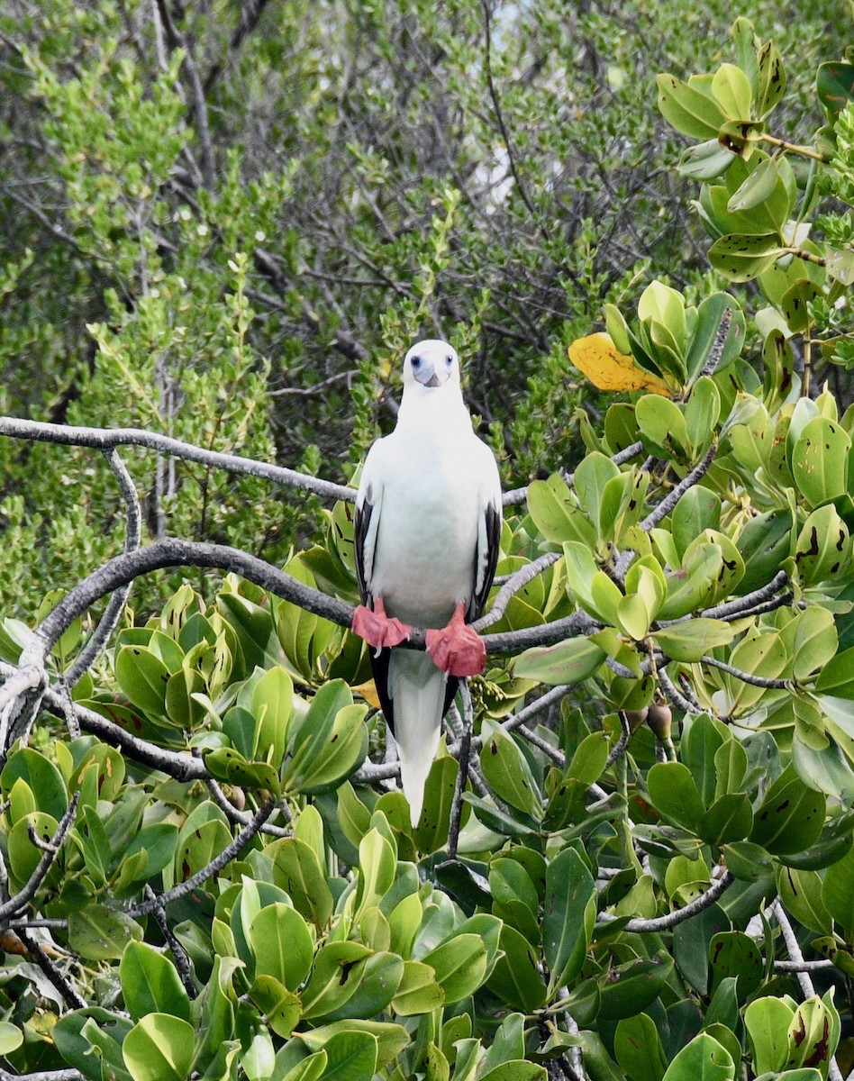 Red-footed Booby - ML576739101