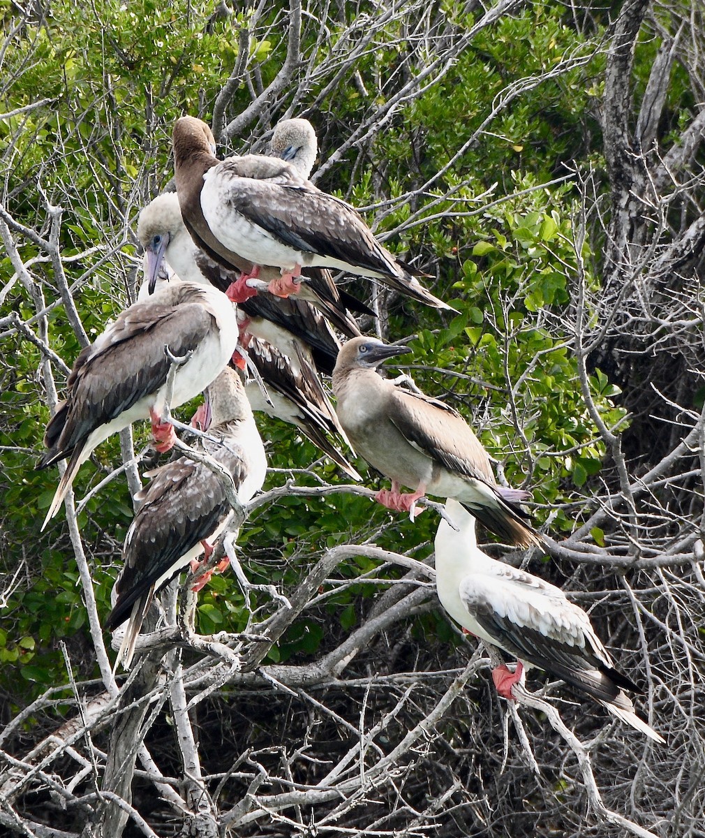 Red-footed Booby - ML576739271
