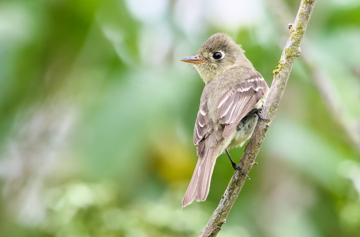 Western Flycatcher (Pacific-slope) - ML576739351