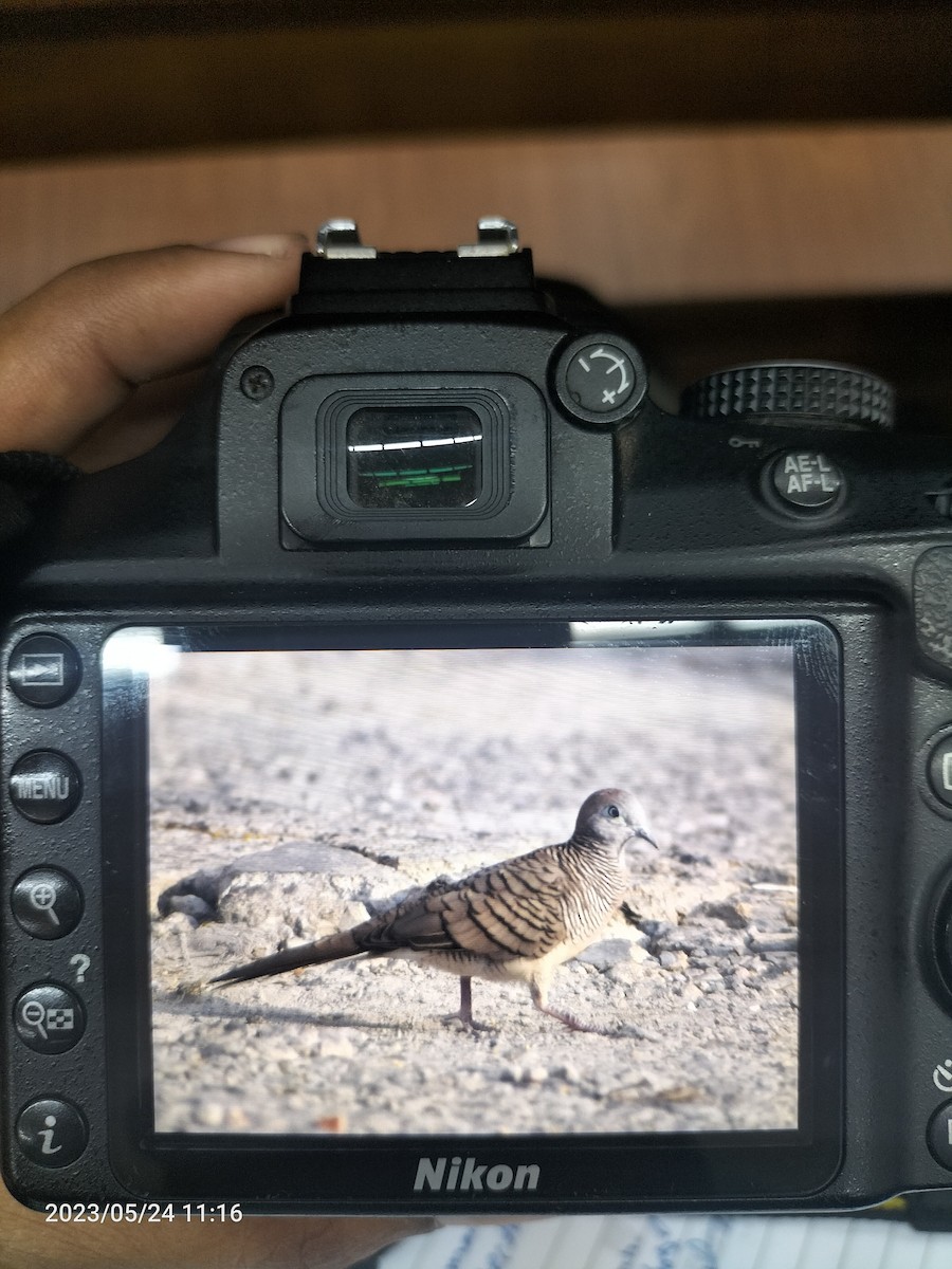 Zebra Dove - ML576739471