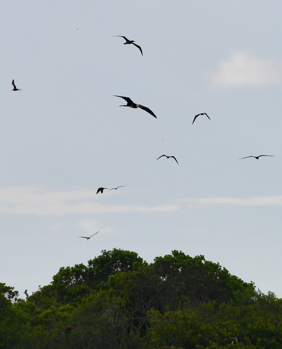 Great Frigatebird - ML576739491