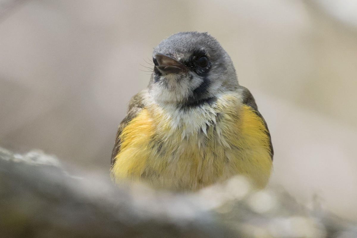 American Redstart - ML576739521