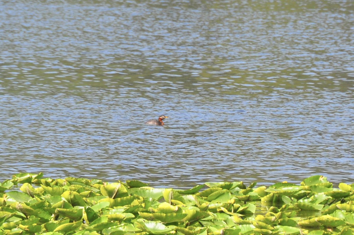 Red-necked Grebe - ML576739991