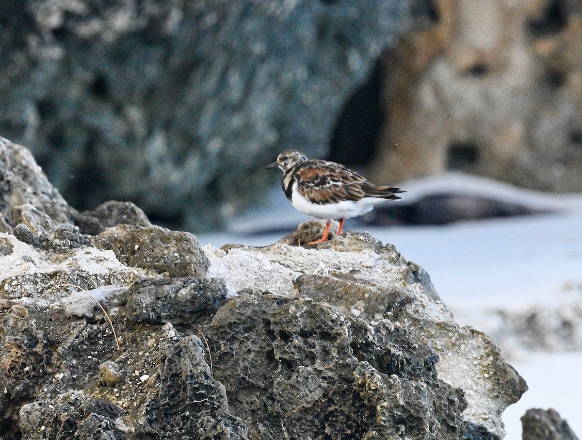 Ruddy Turnstone - ML576740121