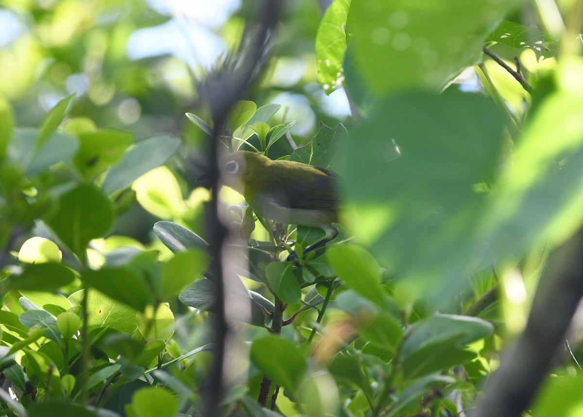 Aldabra White-eye - Win Ahrens