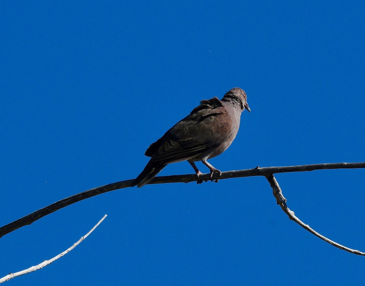 Pigeon de Madagascar - ML576740651