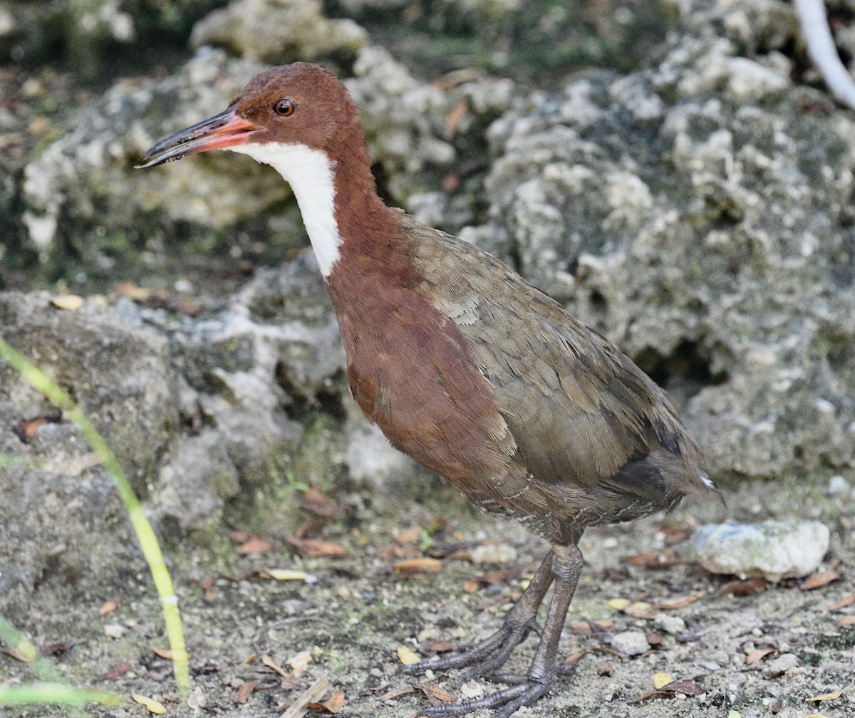 White-throated Rail - ML576740891