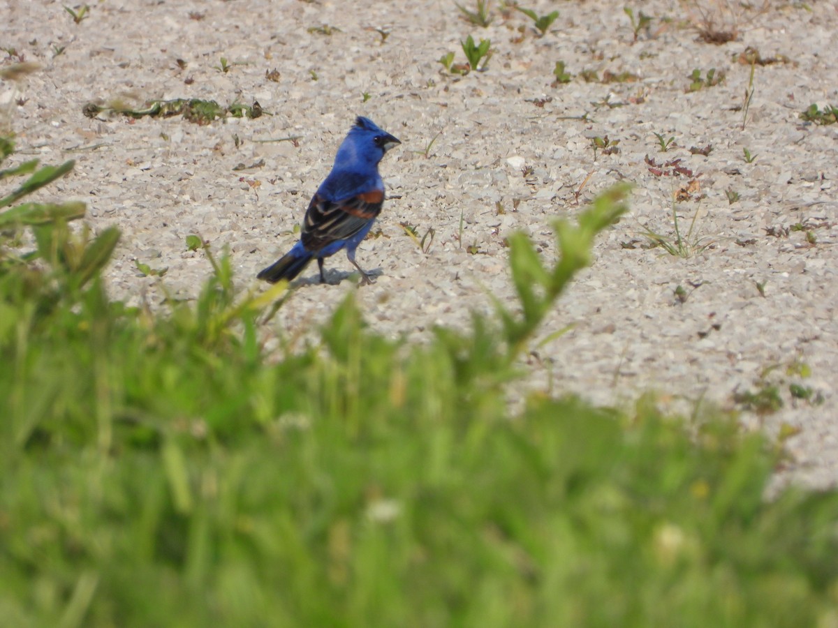 Blue Grosbeak - Anonymous