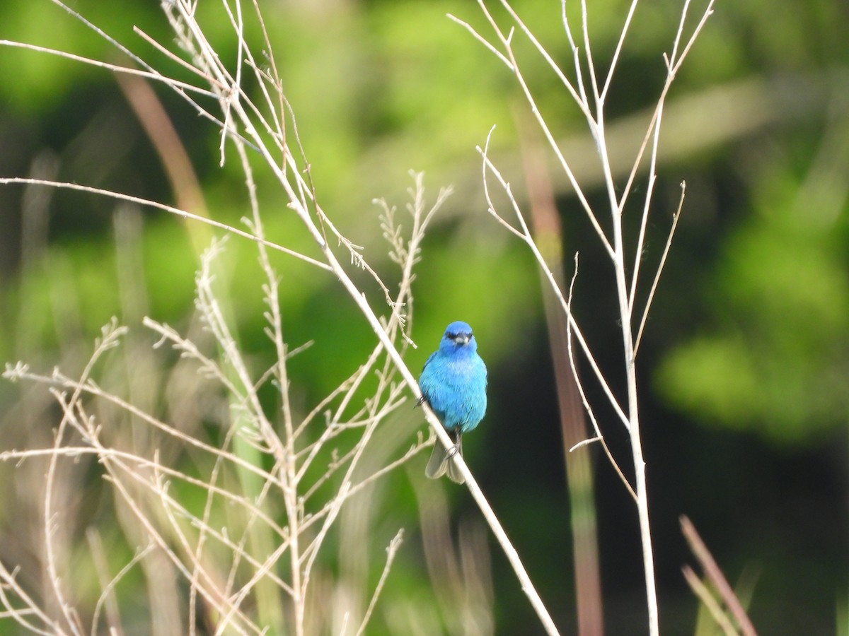 Indigo Bunting - Anonymous