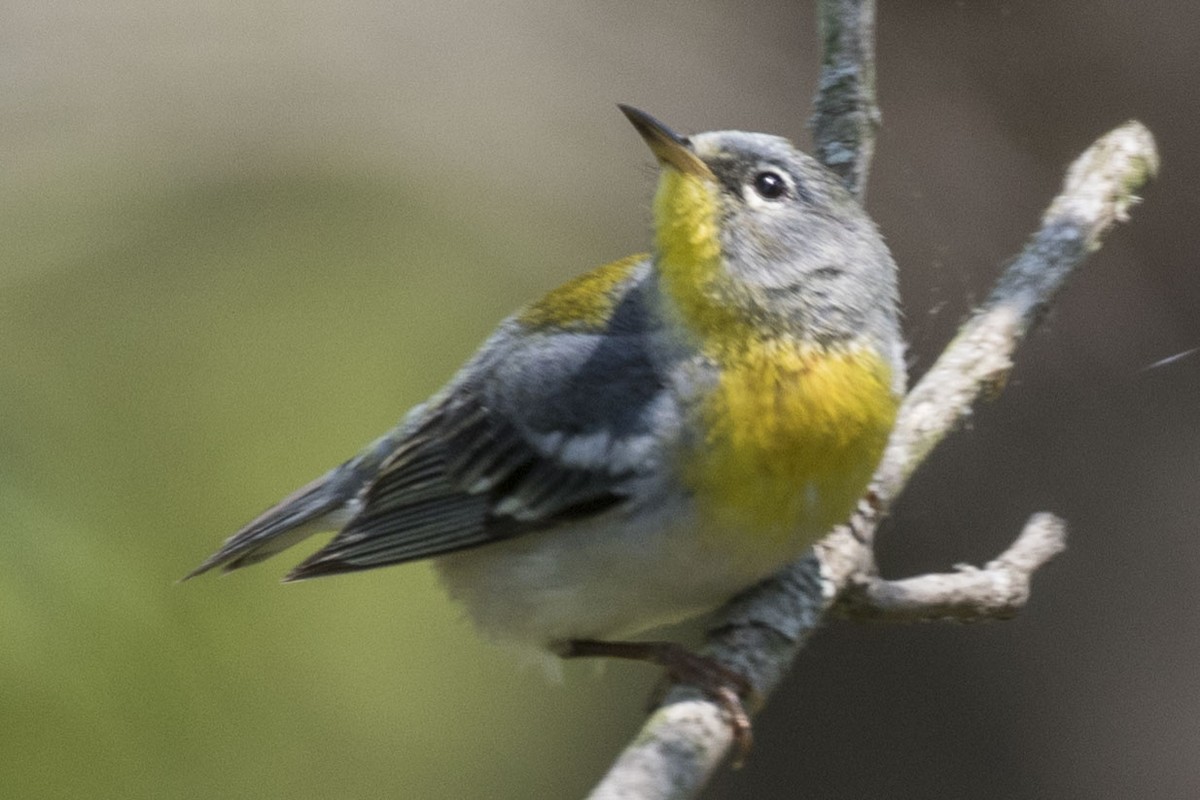 Northern Parula - ML576741591