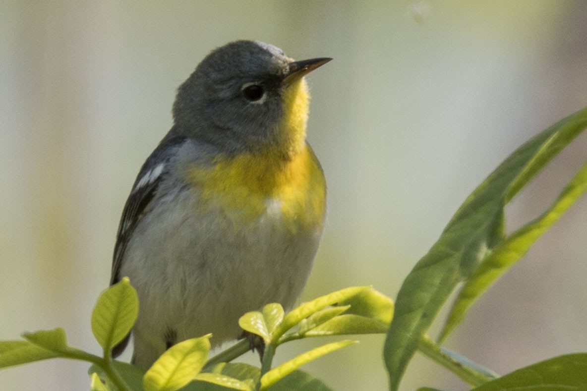 Northern Parula - ML576742241