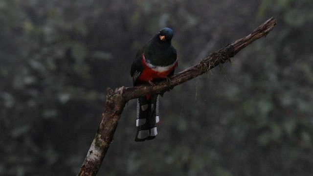 Trogon masqué - ML576742841