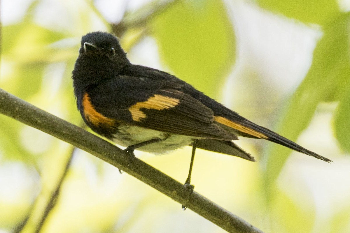 American Redstart - ML576743241