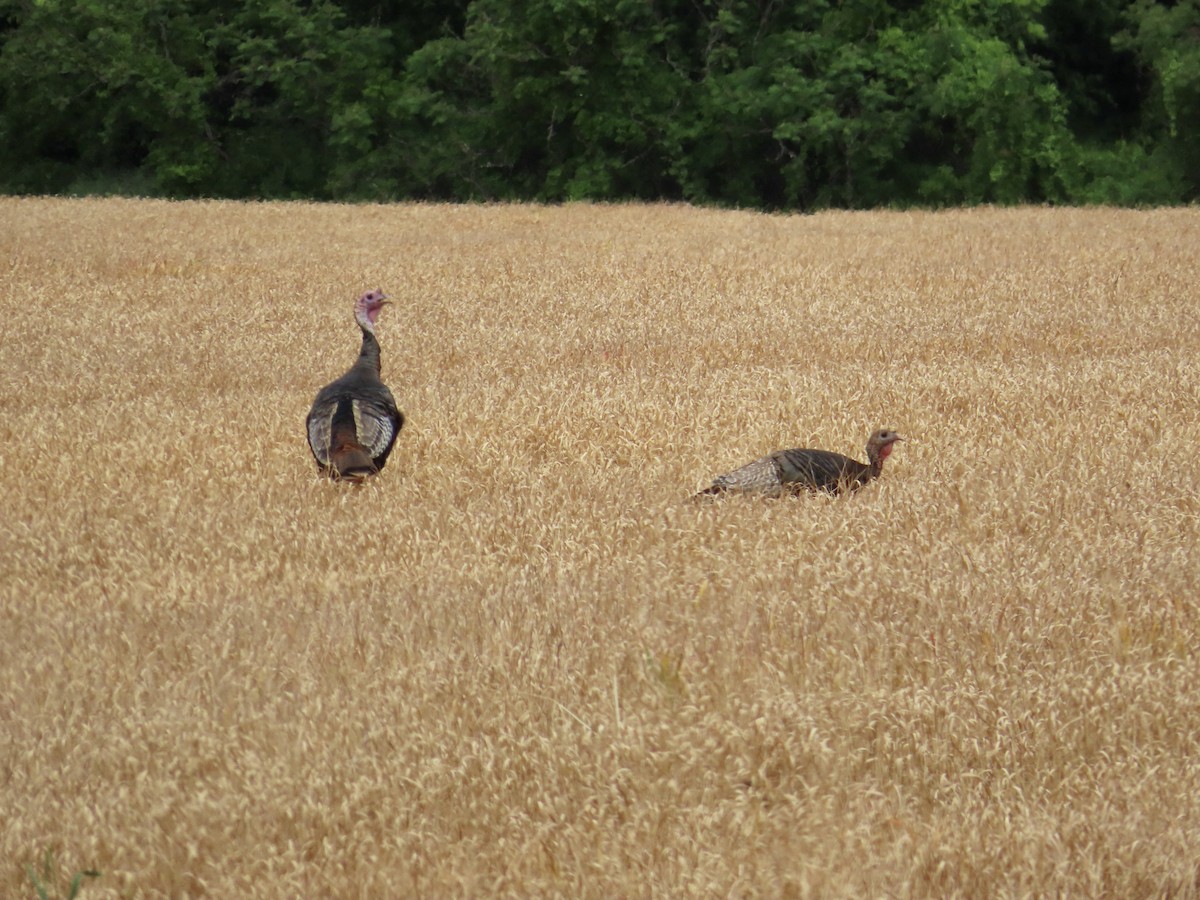 Wild Turkey - ML576743991