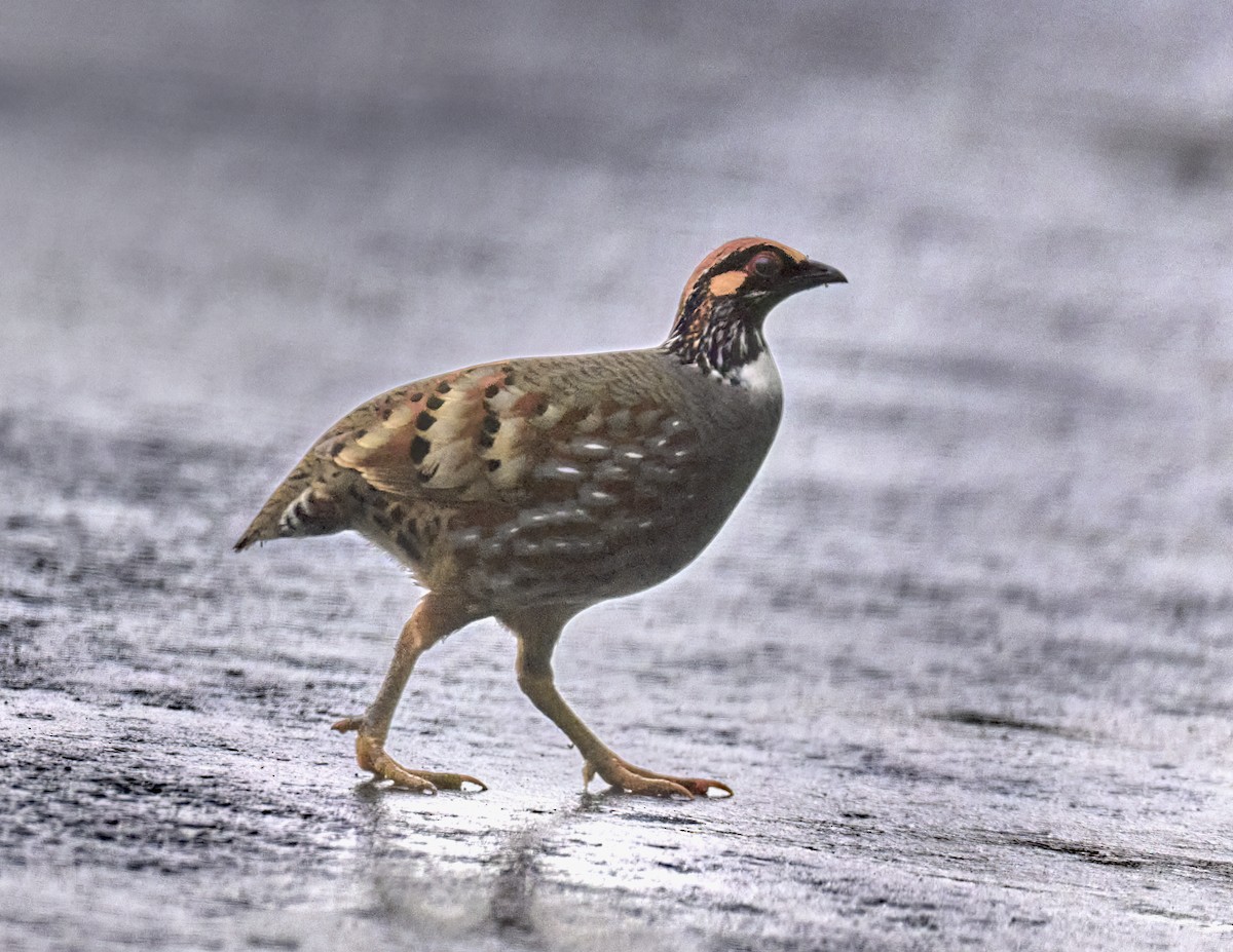 Hill Partridge - ML576744071