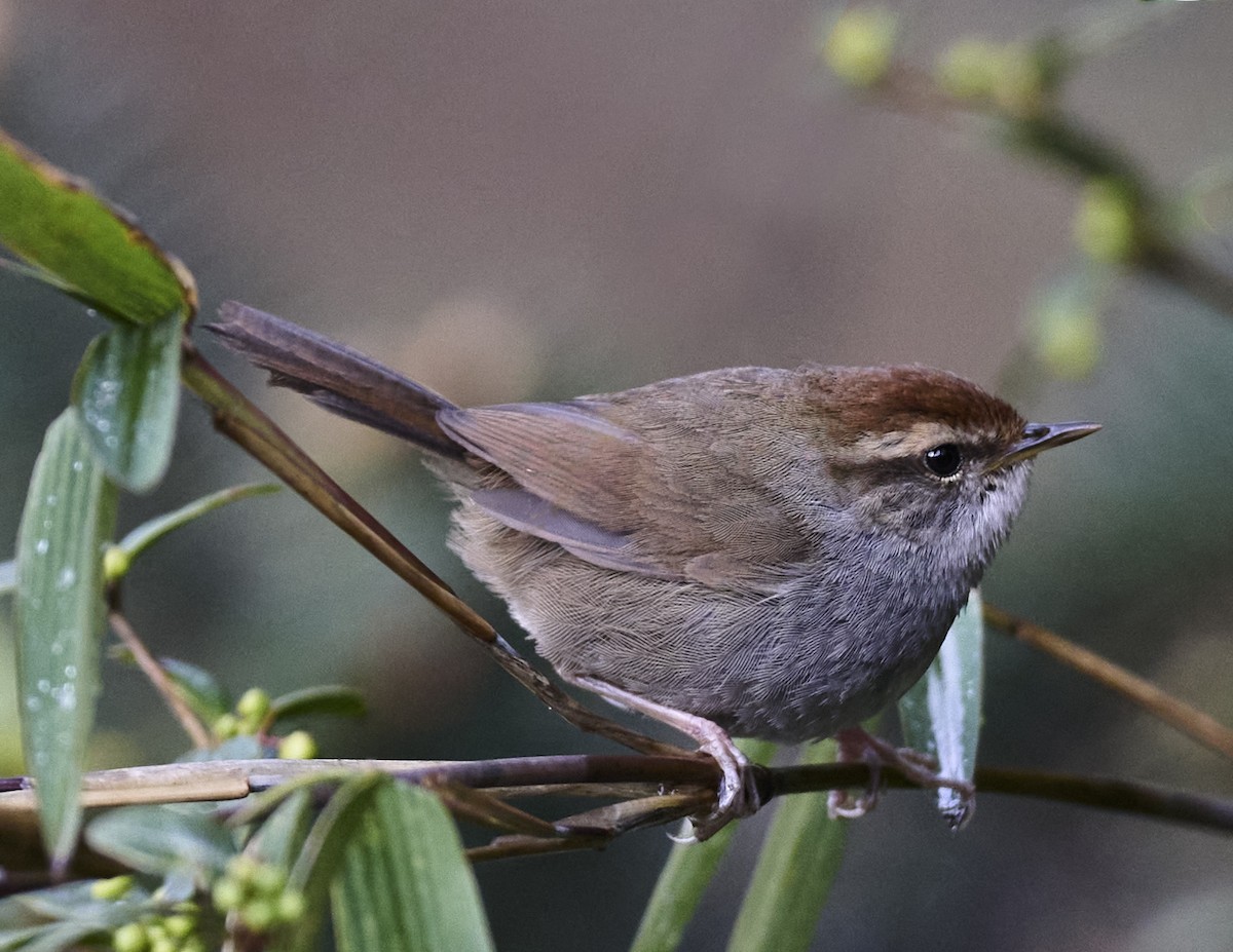 Gray-sided Bush Warbler - ML576745251