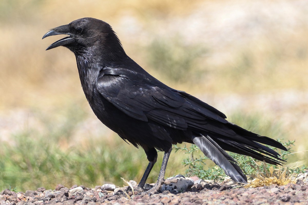 Chihuahuan Raven - ML576745401