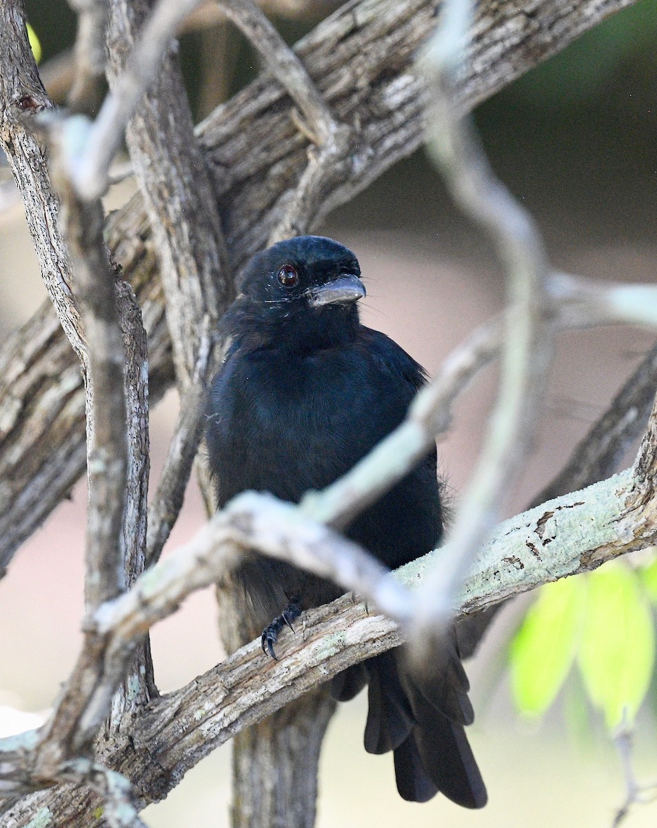 Malagasy Coucal - ML576745451