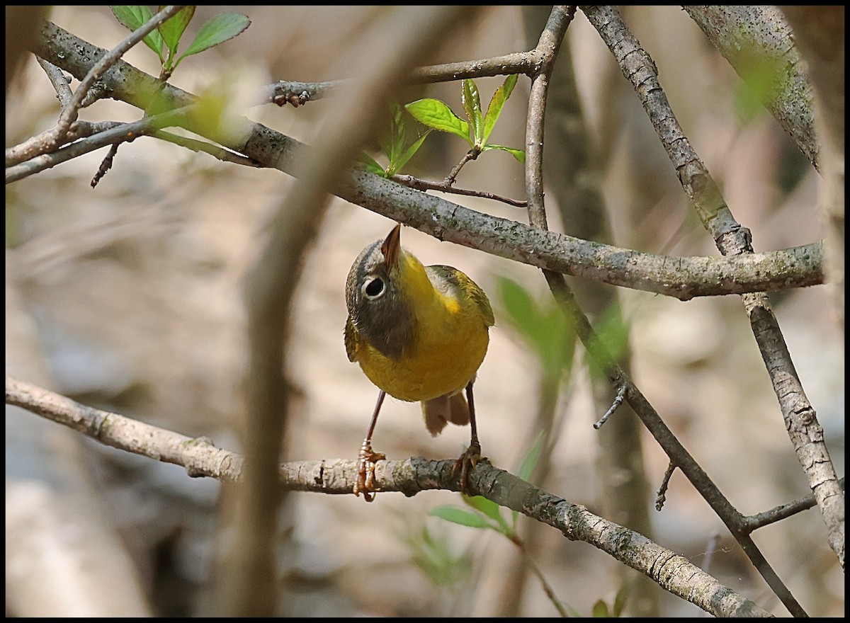 Nashville Warbler - ML576745621
