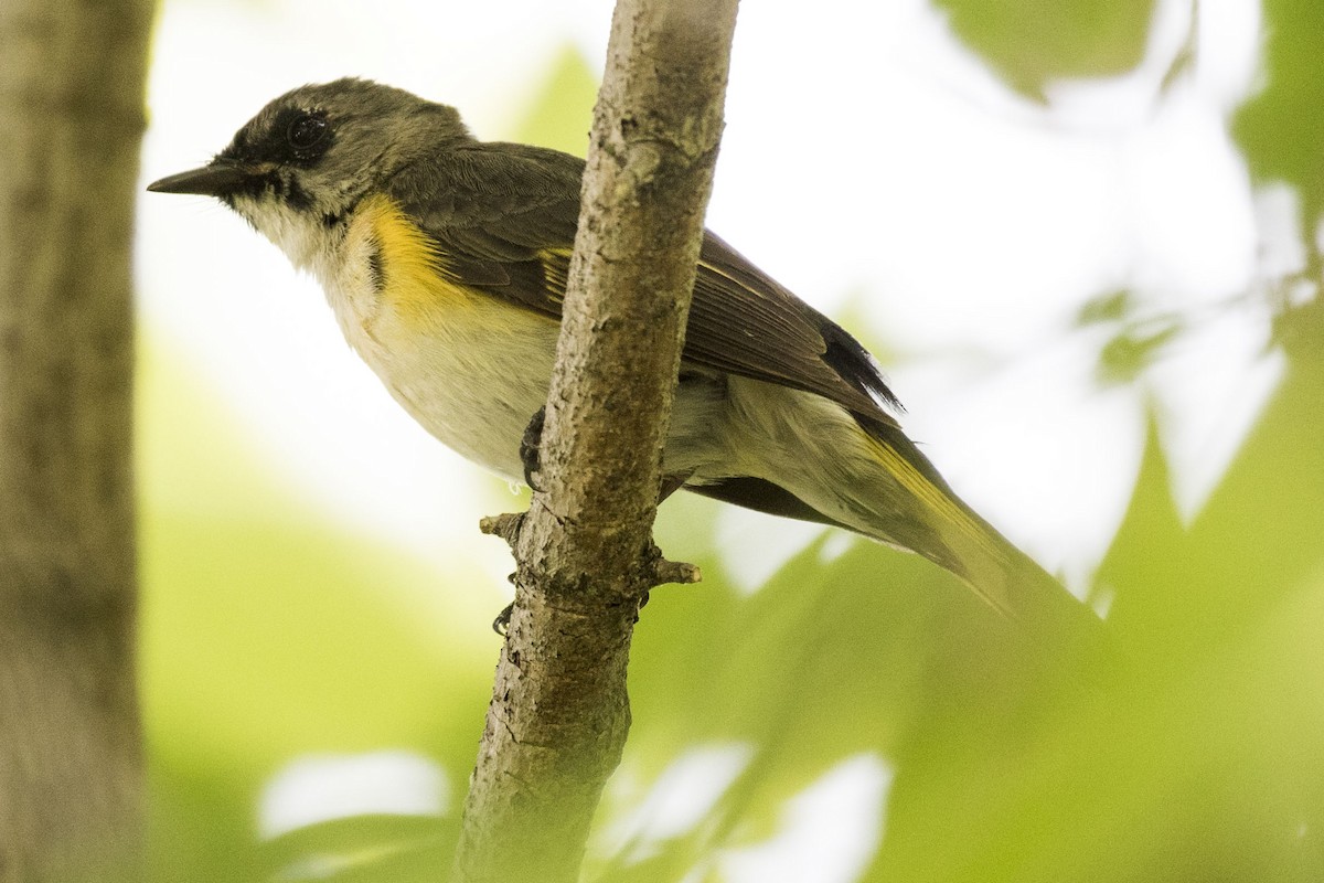 American Redstart - ML576745991