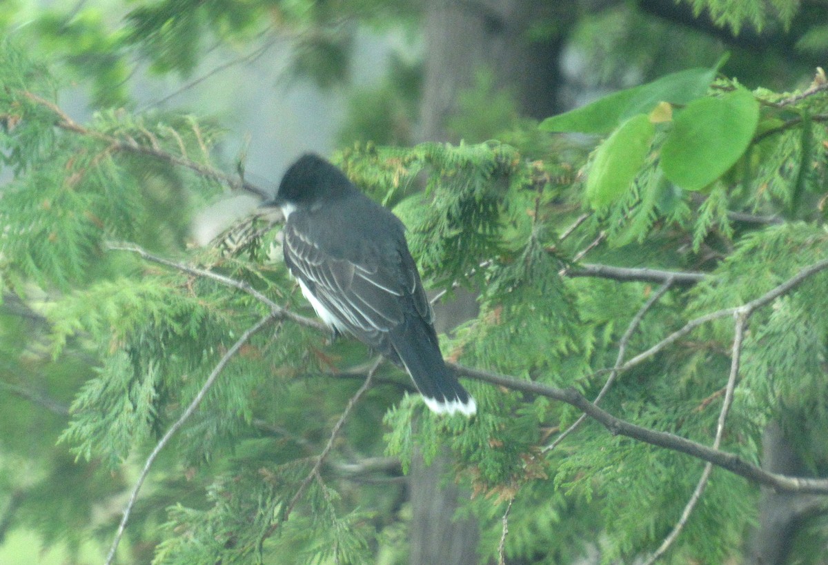 Eastern Kingbird - ML576746151