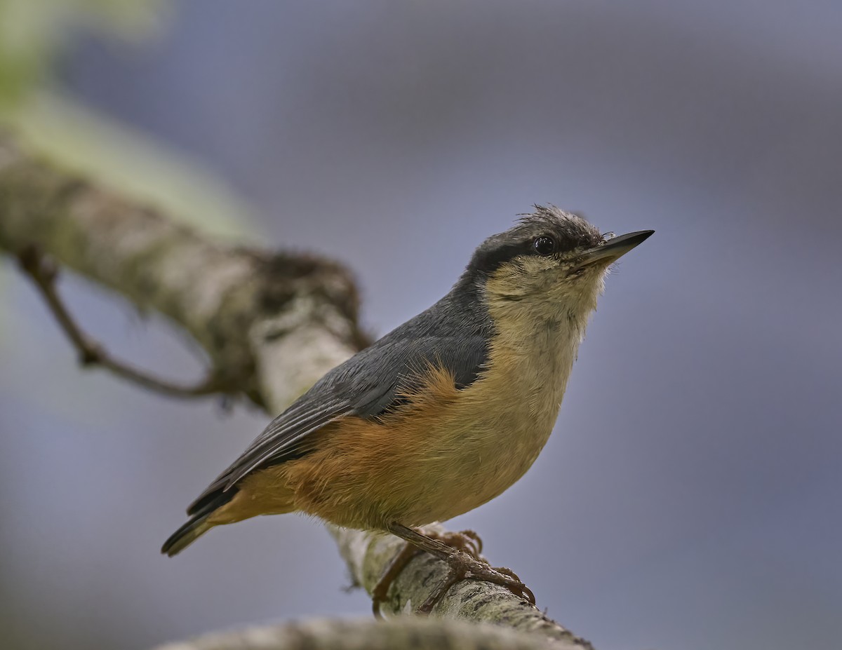 White-tailed Nuthatch - Manjunath Desai