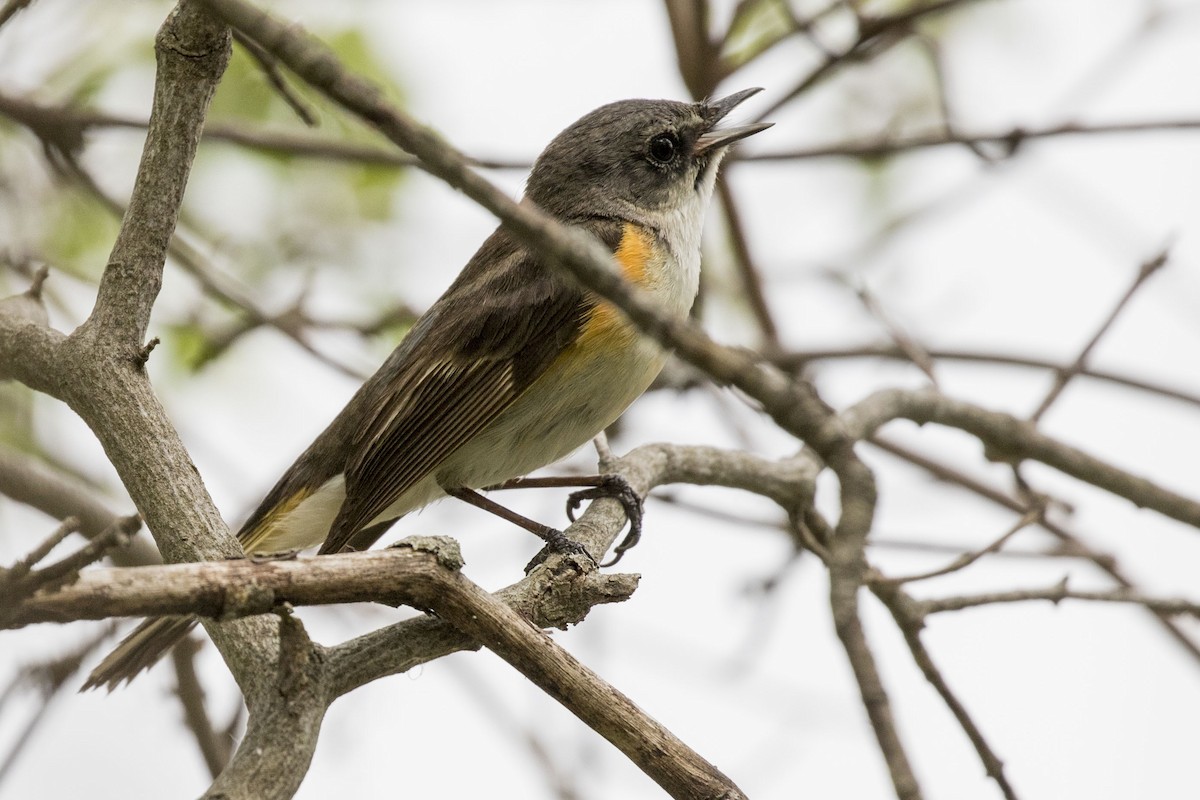 American Redstart - ML576747521