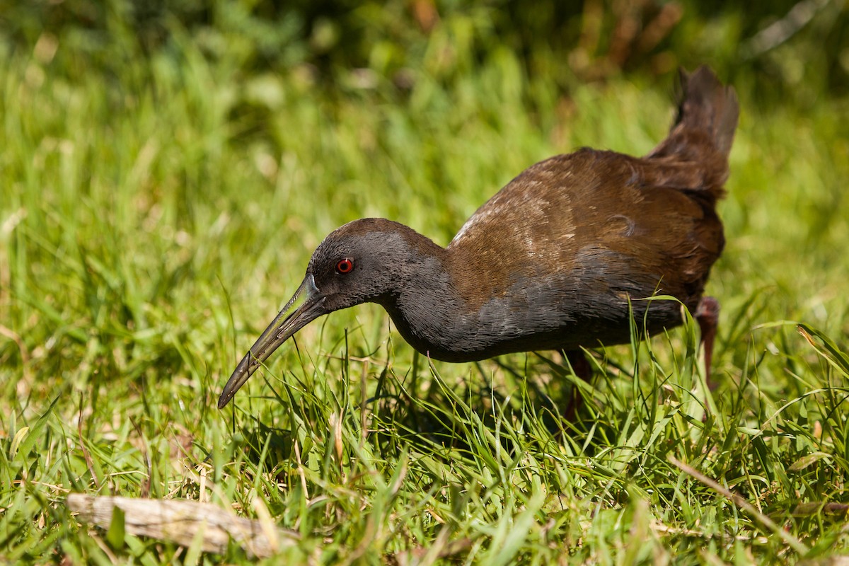 Plumbeous Rail - ML576747741