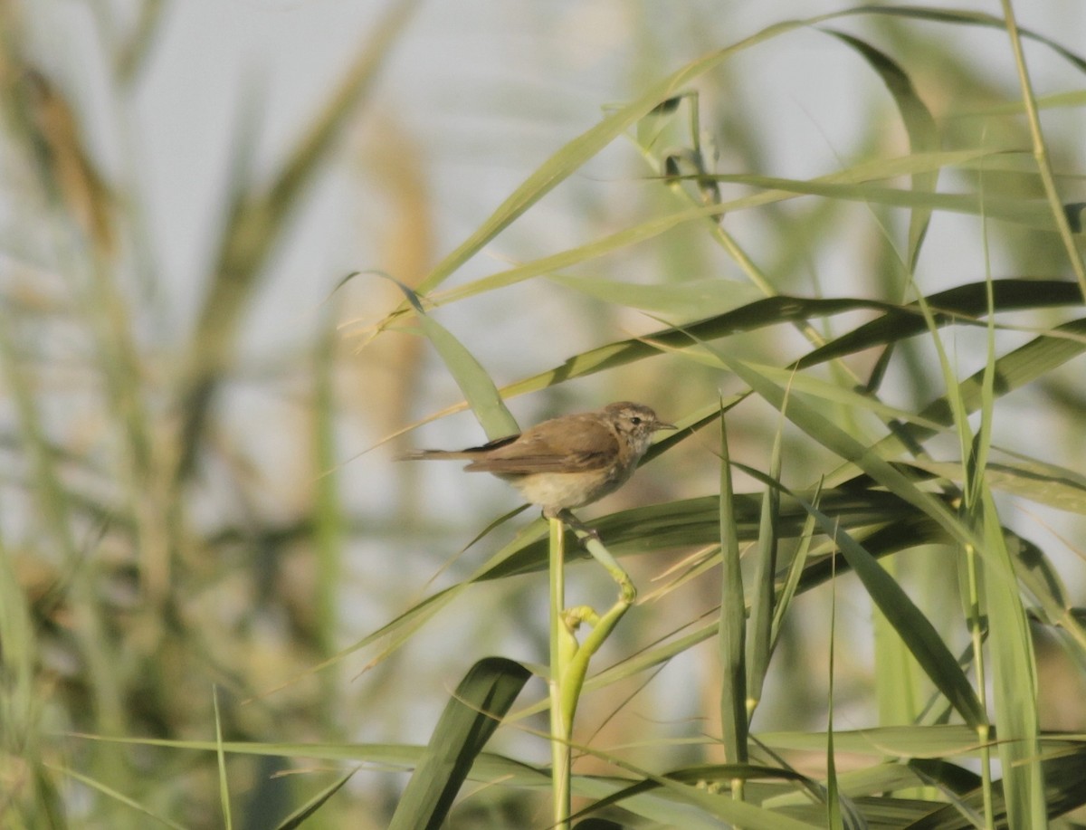 Mountain Chiffchaff (Caucasian) - Shayan Behbahani