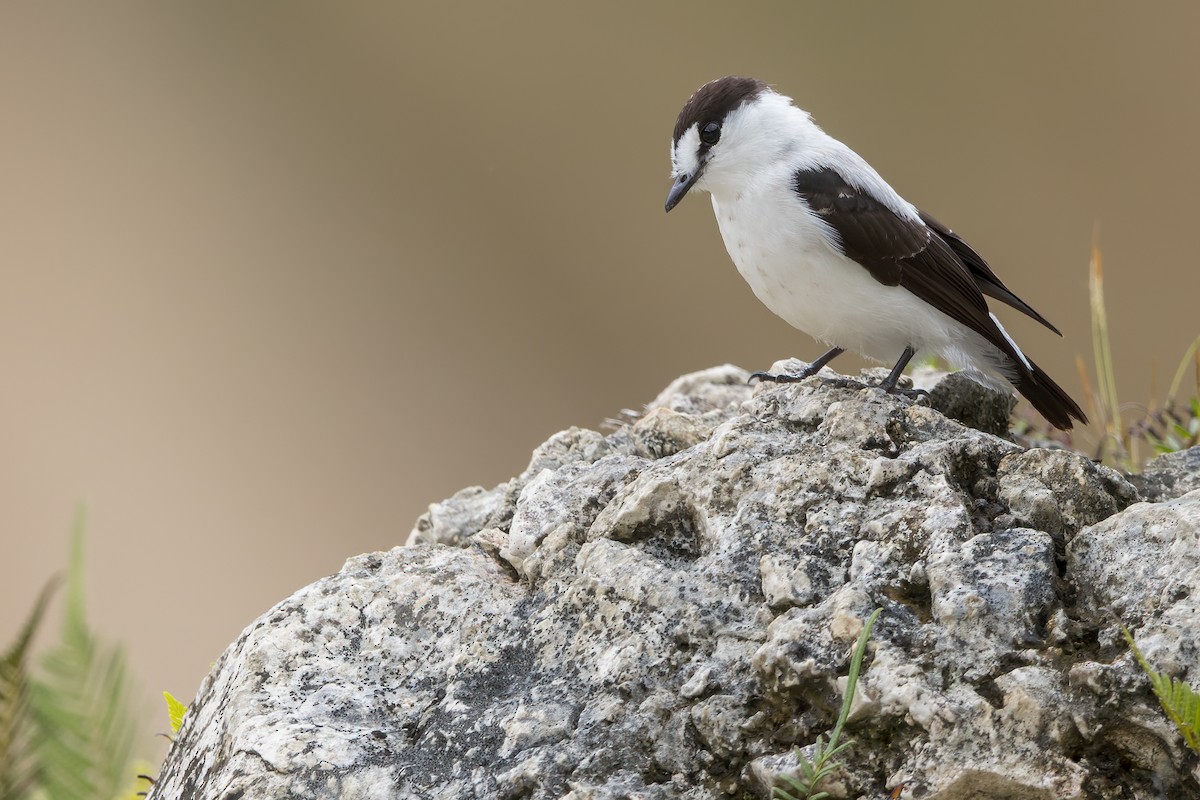 Torrent Flyrobin - Dubi Shapiro