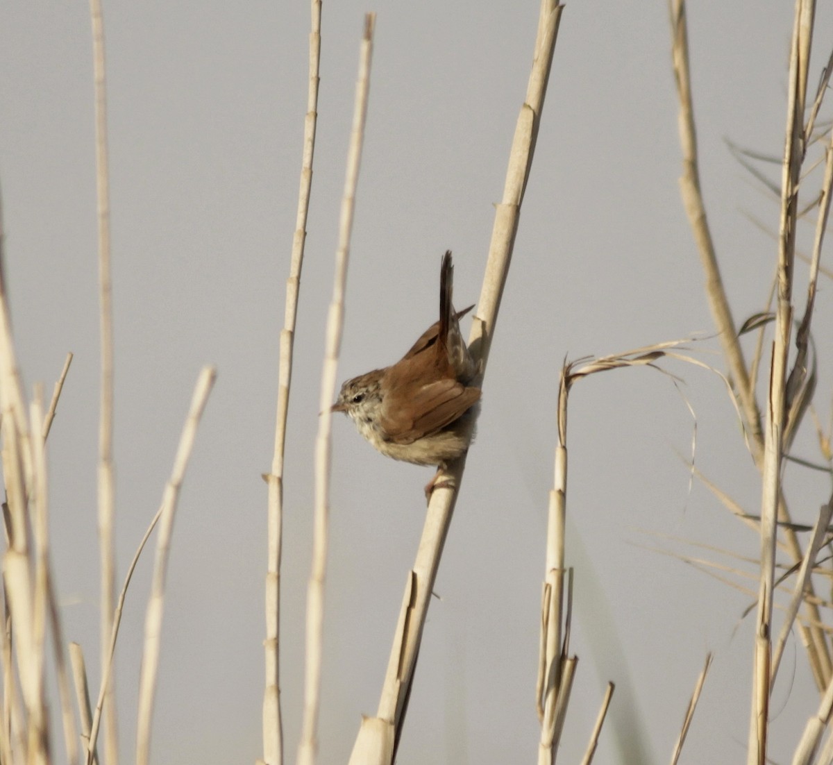 Cetti's Warbler - ML576748141