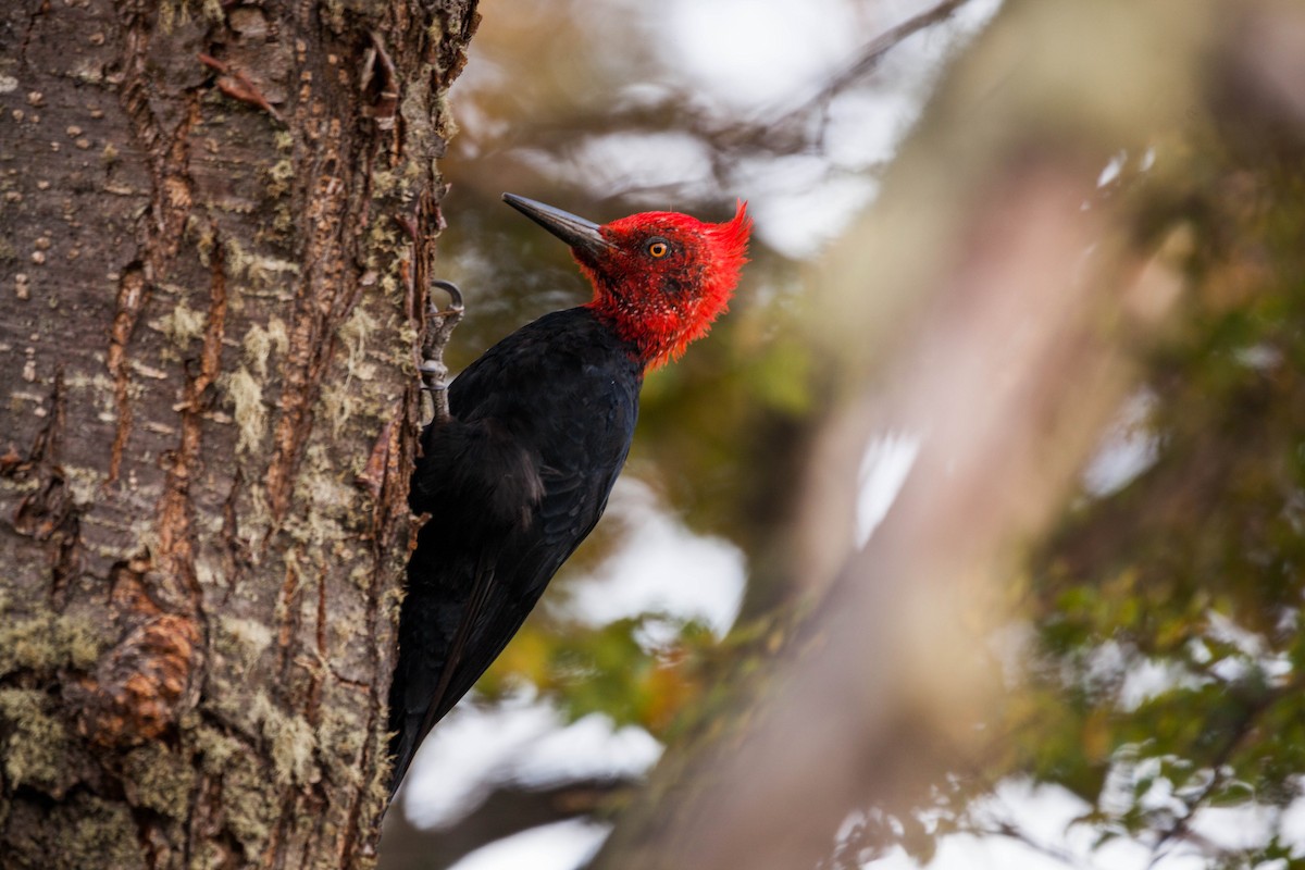 Magellanic Woodpecker - ML576748171