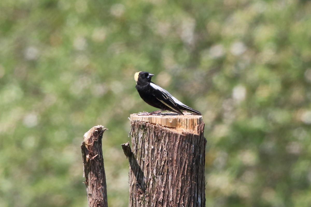 Bobolink - ML576748911