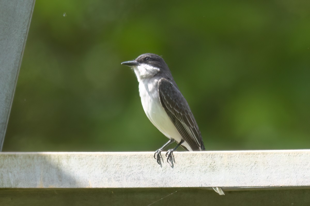 Eastern Kingbird - ML576749171