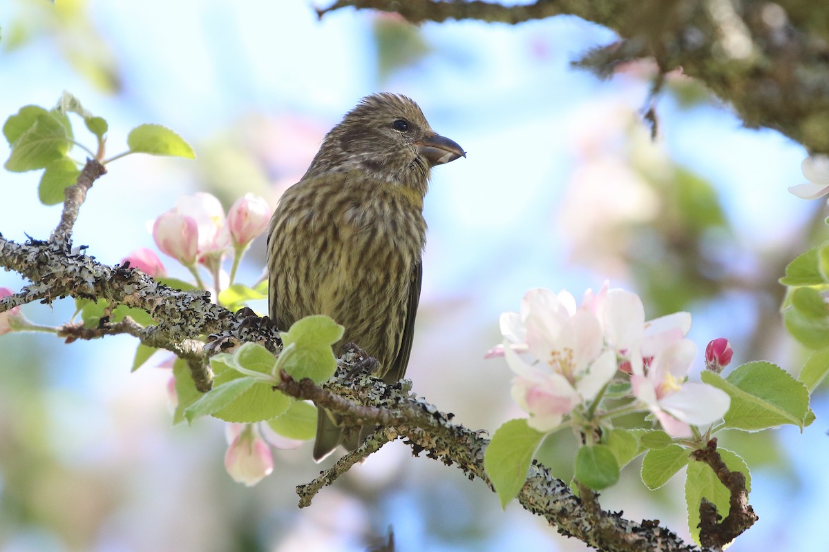 Red Crossbill - ML576749351