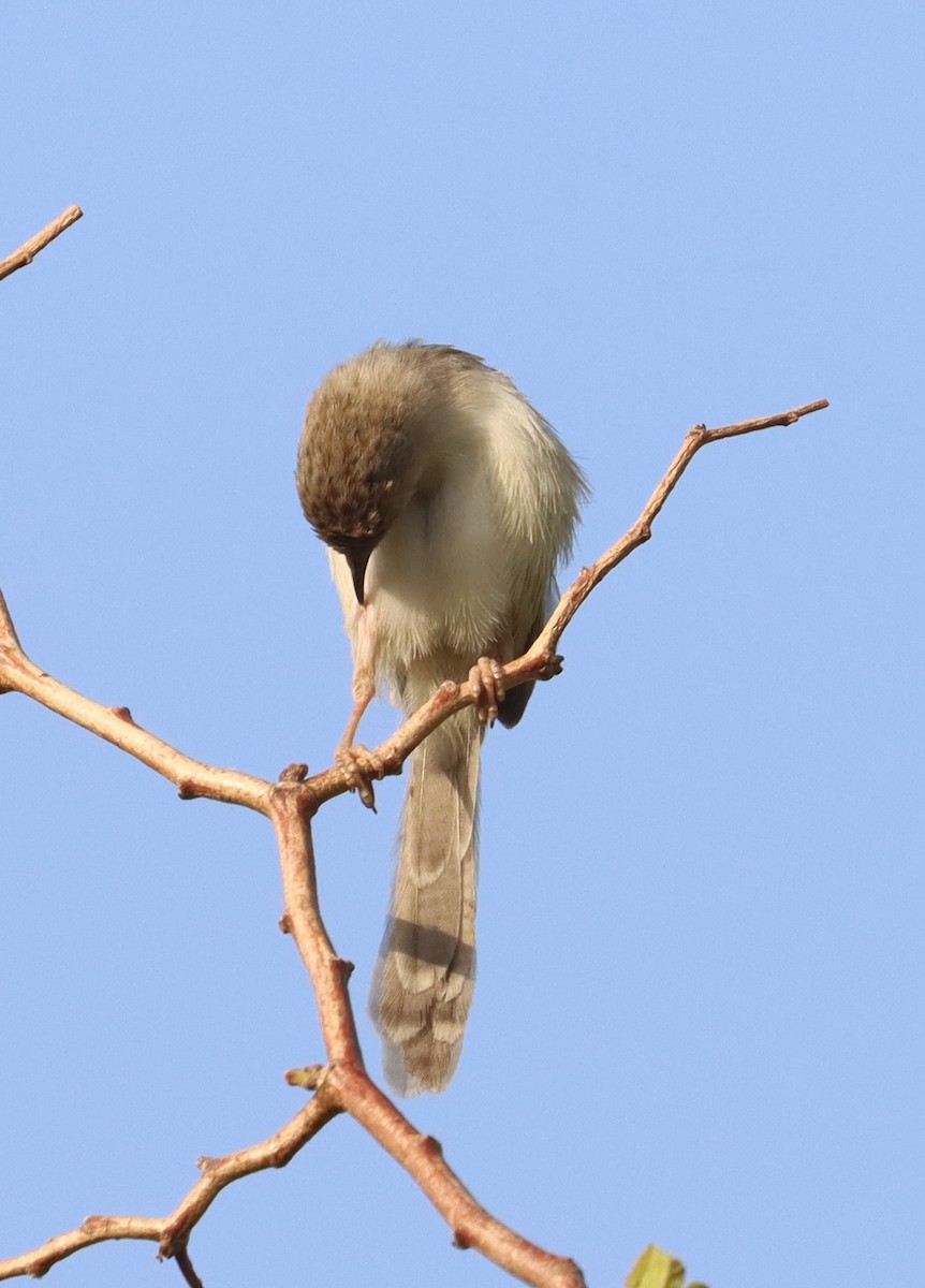 Delicate Prinia - Kindra Andrews