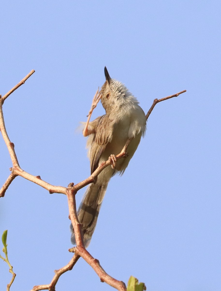 Prinia délicate - ML576749401