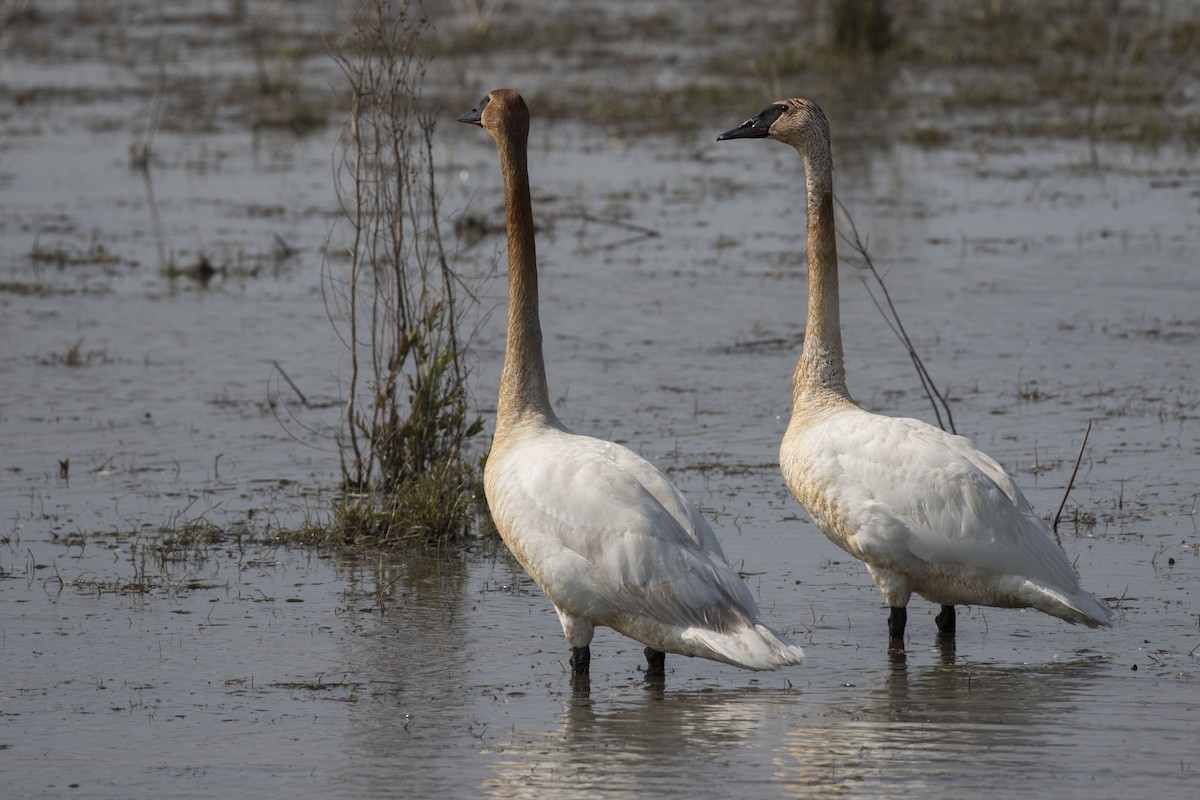 Trumpeter Swan - ML576749411